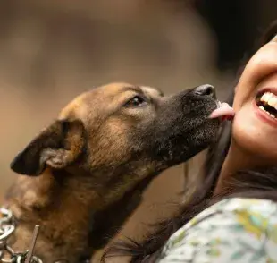 Lamer también es una manera en que los perros comunican diversas necesidades. 