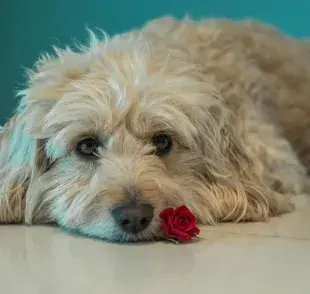 Decirle adiós a tu mascota es un duelo doloroso por la conexión que forman.