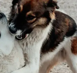 Los perros macho alfa no forzosamente pelean. Depende del contexto y crianza.