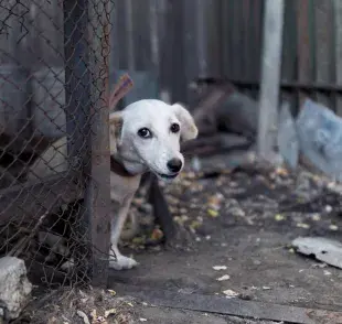 Recuerda que los perros sin hogar tienen mucho amor por dar.