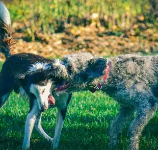 Nunca te pongas frente a un perro con miedo, pues puede responder agresivamente.