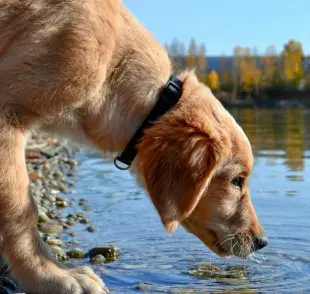 Un perro deshidratado pierde la elasticidad de su piel.