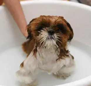 El olor de perro es algo común, especialmente en razas con pelaje más denso.