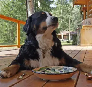 Si tu perro lleva mucho tiempo comiendo el mismo tipo de alimento, es posible que simplemente se haya aburrido.