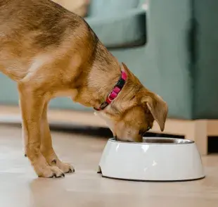 El arroz proporciona carbohidratos de fácil digestión que no irritan el tracto intestinal del perro.