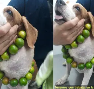 Se cree que los limones son buenos para los perros. Es un mito. Foto: Facebook/Medicina Veterinaria Practica