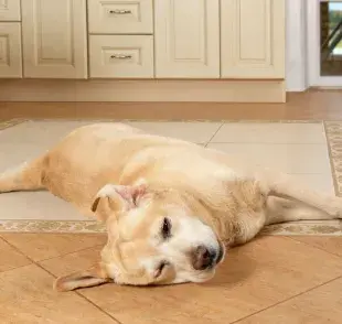 Es crucial asegurarse de que tu perro se mantenga bien hidratado.