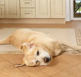 La diarrea es uno de los problemas de salud más comunes en los perros.