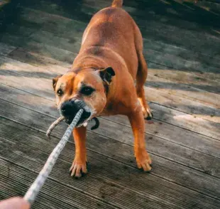 Los ruidos pueden hacer enojar a tu perro más de lo que crees.