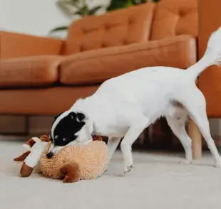 El que tu perro sacuda sus juguetes, es una muestra de su instinto de cazador