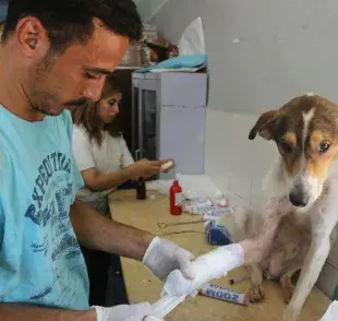 Si tu perro tiene una herida y se puede curar en tu casa, usa jabón suave y agua tibia.