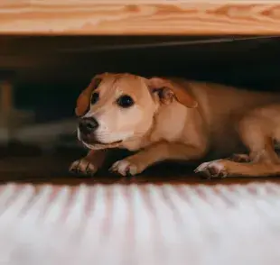 Cuando un perro mete su cola entre las patas, suele ser una señal de miedo o inseguridad.