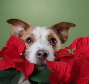 La flor de nochebuena contiene compuestos irritantes, principalmente en su savia.