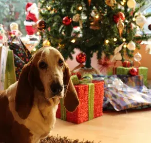 Evita que tu perro se haga del baño en el árbol de Navidad con feromónas.