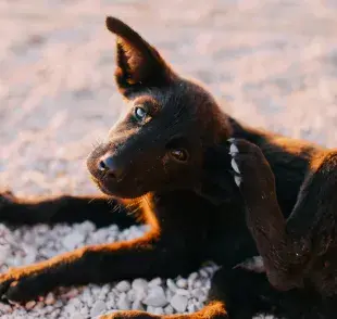 Los perros se pueden rascar por estrés o problemas en la piel.