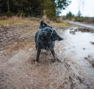 El acto de sacudirse es un comportamiento natural en los perros.