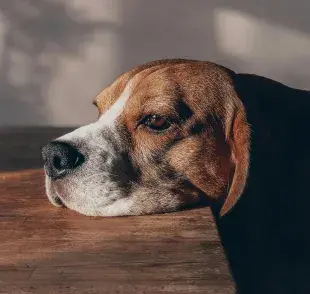 Si por una situación debes dejar solo a tu perro en casa, recuerda dejarle comida y juguetes.