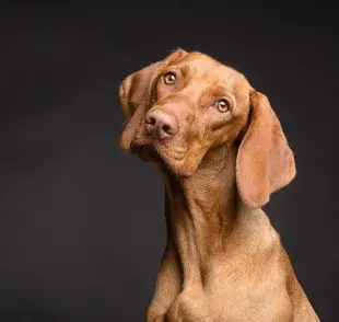 Los perros poseen sentidos altamente desarrollados, especialmente el oído y el olfato.