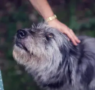 Perros cariñosos: machos vs hembras