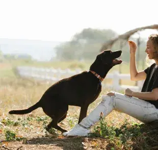 La capacidad de los perros para distinguir cantidades proviene de una parte específica de su cerebro.