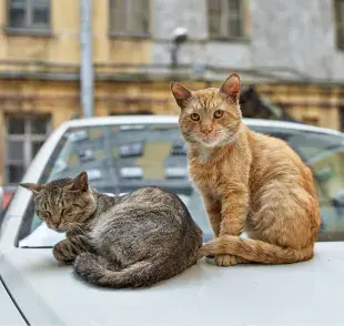 Acostumbra a tu gato al movimiento y a la transportadora, si quieres viajar con él.