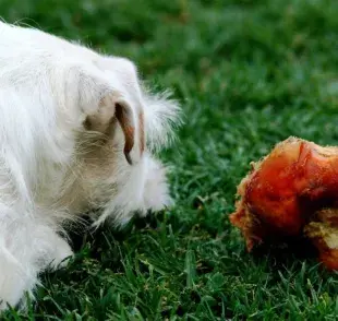 Huesos peligrosos para perros: guía rápida.