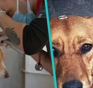 ¿ Qué puede provocar el síndrome vestibular en perros?