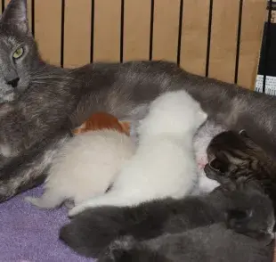 Si su gato tiene problemas para dar a luz, llame a su veterinario de inmediato.