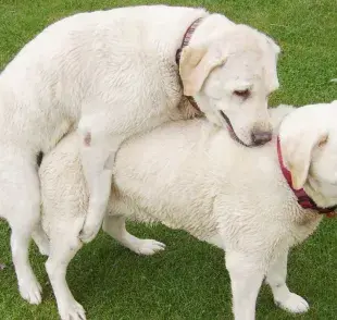 ¿Cuánto tiempo dura el apareamiento en perros?