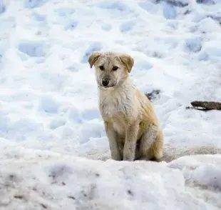 Llevar a tu perrito a la nieve podría ser una experiencia desagradable para él si no tomas precauciones. ❄️🐕