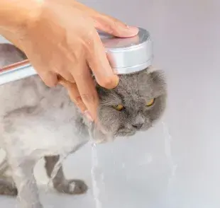 ¿Por qué a los gatos no les gusta el agua?