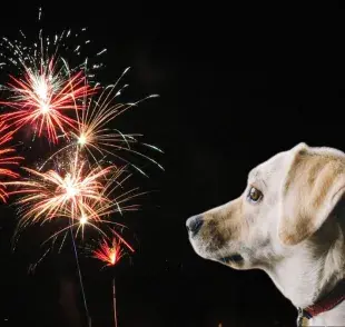 Tronar juegos pirotécnicos puede dejar sordo a tu perro. 🎆