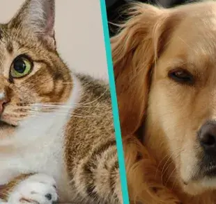 ¿Quiénes son mas celosos, los perros o los gatos?