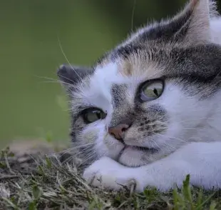 5 cosas que los gatos odian y deberías evitar