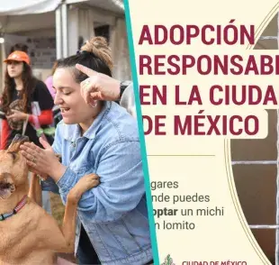 5 lugares recomendados por el Gobierno de México para adoptar mascotas