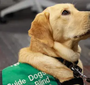 Así es como los perros lazarillos o perros guía ayudan a las personas