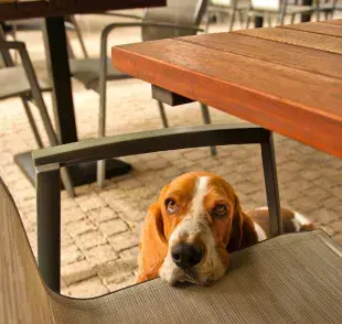 ¿Qué hacer para que el perro deje de pedir comida? Empieza aquí.