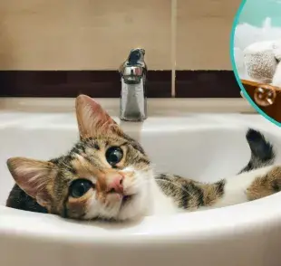 Cómo mantener a un gato limpio sin tener que bañarlo