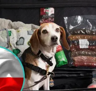 Estos son los documentos que necesitas para viajar con tus mascotas fuera de Chile