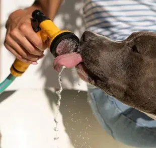 Cuida su salud: descubre si el agua de grifo es segura