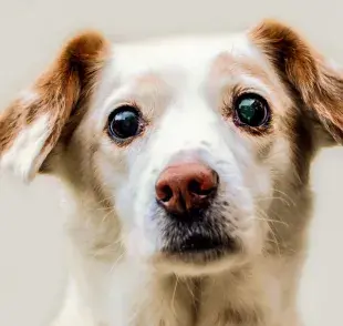 Los chichones en la cabeza de los perros pueden aparecer por distintas razones.