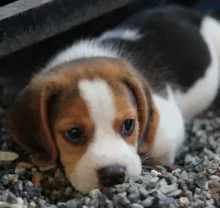 Los cachorritos empiezan a desarrollar su sentido del oído a partir de los 10 a 14 días de vida.