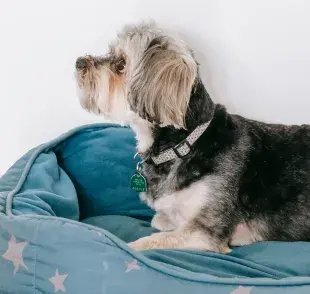 El hábito de rascar la cama está relacionado con los instintos ancestrales de los perros.