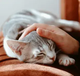 Si tu gato mueve la cola cuando lo tocas, debes saber que es probable que lo esté disfrutando. 