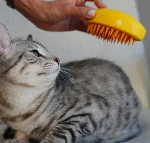 La muda de pelo en los gatos ocurre principalmente para adaptarse a los cambios estacionales. 