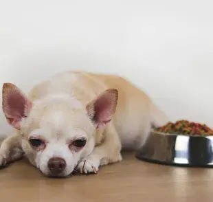 El uso de terramicina en perros siempre debe ser indicado por un veterinario. 