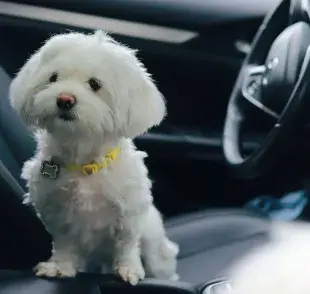 En Argentina sí puedes romper el vidrio del coche para salvar a un animal.