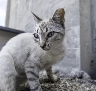 El abandono de mascotas suele estar ligado a una combinación de factores. 