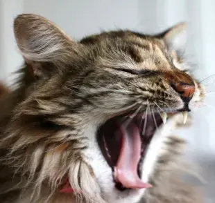 Una de las causas más comunes de las arcadas en los gatos es la acumulación de bolas de pelo.