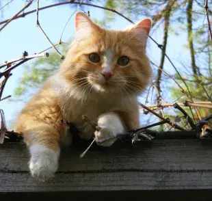 Conocer la edad de los gatos no es tan fácil como la de los perros, pero hay una forma de acercarnos. 